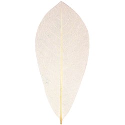ZART NATURAL SKELETON LEAVES Beige Pack of 100